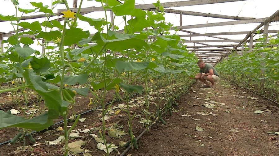 Ajutor de minimis. Bani pentru legumele cultivate în spații protejate