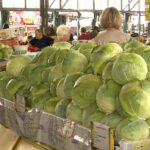 Mai puțină și mai scumpă. Varza românească, afectată de temperaturile extreme și de secetă