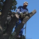 Toaletări necesare. Cetățenii Buzăului solicită curățirea pomilor