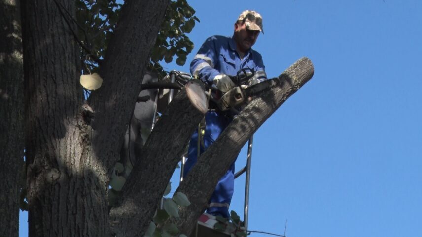 Toaletări necesare. Cetățenii Buzăului solicită curățirea pomilor