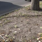 Cu picătura... Sistemele de udare de pe Unirii nu sunt eficiente