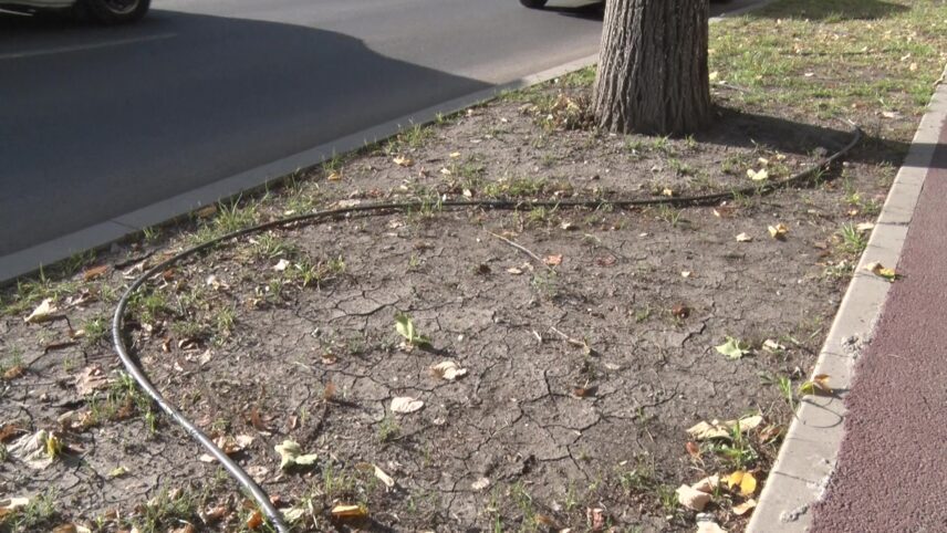 Cu picătura… Sistemele de udare de pe Unirii nu sunt eficiente