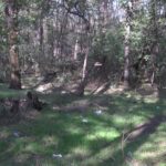 Plantări de toamnă. Vor fi replantate suprafețe din pădurea Crâng