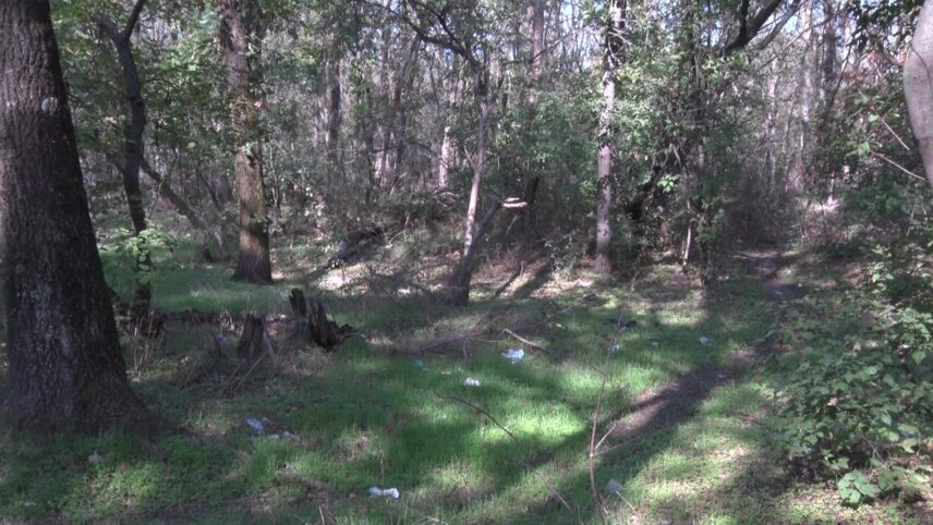 Plantări de toamnă. Vor fi replantate suprafețe din pădurea Crâng