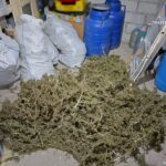 Captură impresionantă de canabis. Un localnic din Cilibia, trimis în arestul IPJ Buzău