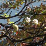 O anomalie a naturii sau devine ceva obișnuit? Castanii din Buzău, înfloriți pentru a doua oară în acest an