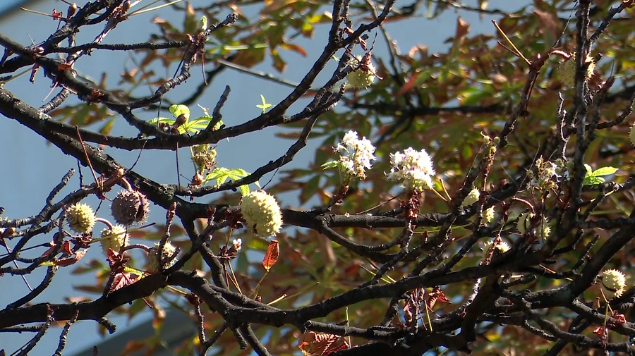 O anomalie a naturii sau devine ceva obișnuit? Castanii din Buzău, înfloriți pentru a doua oară în acest an