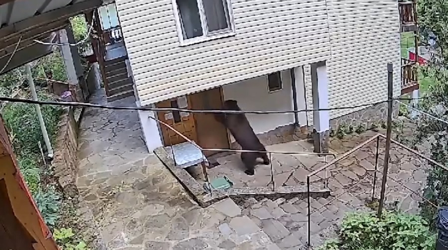 Liber la vânătoare de urși. În comunele de la munte, sălbăticiunile forțează intrarea în locuințe