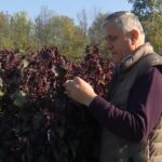 Soi coreean de urzică, aclimatizat la Buzău. „Carmina”, planta cu proprietăți antioxidante și antialergice