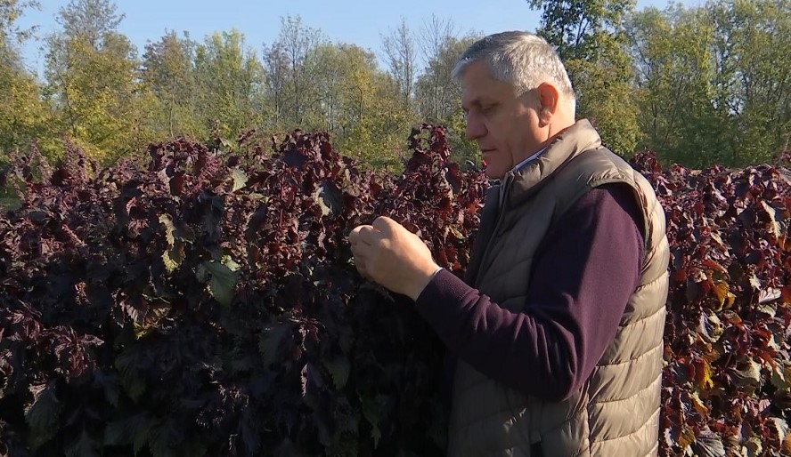 Soi coreean de urzică, aclimatizat la Buzău. „Carmina”, planta cu proprietăți antioxidante și antialergice