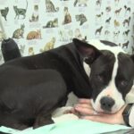 Campanie în desfășurare. Sunt sterilizați gratuit câinii cu stăpân