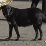 Adopții frecvente. Un număr mare de câini comunitari își găsesc stăpâni