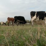 Lactatele s-ar putea scumpi. Din cauza secetei, furajele se găsesc tot mai greu