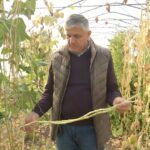 Soiuri considerate pierdute, recuperate după zeci de ani. Rezultate uimitoare ale cercetătorilor buzoieni de la Banca de gene