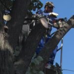 Lemne de foc. Cum pot fi achiziționate de populație