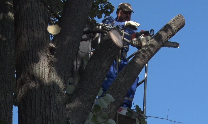 Lemne de foc. Cum pot fi achiziționate de populație