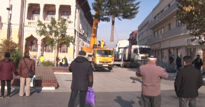 Bradul democrației. A împlinit 34 de ani de când a fost plantat