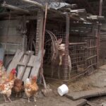 Se apropie Crăciunul, reapar cazurile de pestă. Pagube uriașe în gospodării din Bozioru și Tisău