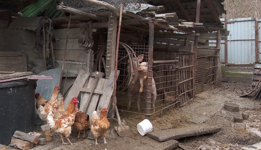 Se apropie Crăciunul, reapar cazurile de pestă. Pagube uriașe în gospodării din Bozioru și Tisău