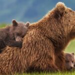Număr record de urși, în județul Buzău. În ultimii 10 ani, aproape s-a triplat numărul de exemplare