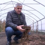 Salata picantă și migdalele de pământ. Cele mai noi soiuri aclimatizate la Banca de gene