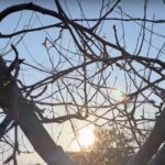 Caldură nefirească în ianuarie. Pomii fructiferi și vița de vie, culturi puse în pericol