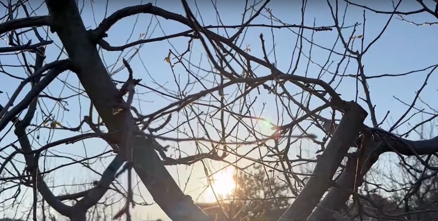 Caldură nefirească în ianuarie. Pomii fructiferi și vița de vie, culturi puse în pericol