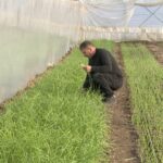 Verdețuri în sere ca-n plină vară. Salata, ceapa verde și ridichile, cultivate în extrasezon