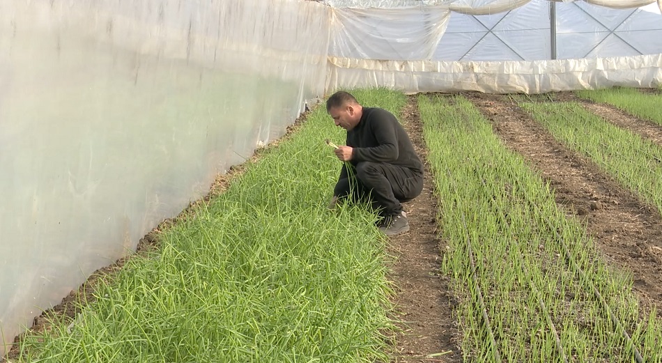 Verdețuri în sere ca-n plină vară. Salata, ceapa verde și ridichile, cultivate în extrasezon