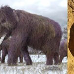 Mamutul de Buzău. Un fildeș de mamut lânos a fost descoperit la Săpoca