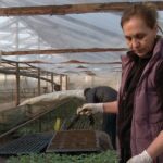 Roșii mai scumpe, la primăvară? Costuri mari pentru încălzirea solariilor, din cauza gerului