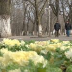 Varză decorativă, în loc de panseluțe. Soluție inedită pusă în practică de autoritățile locale