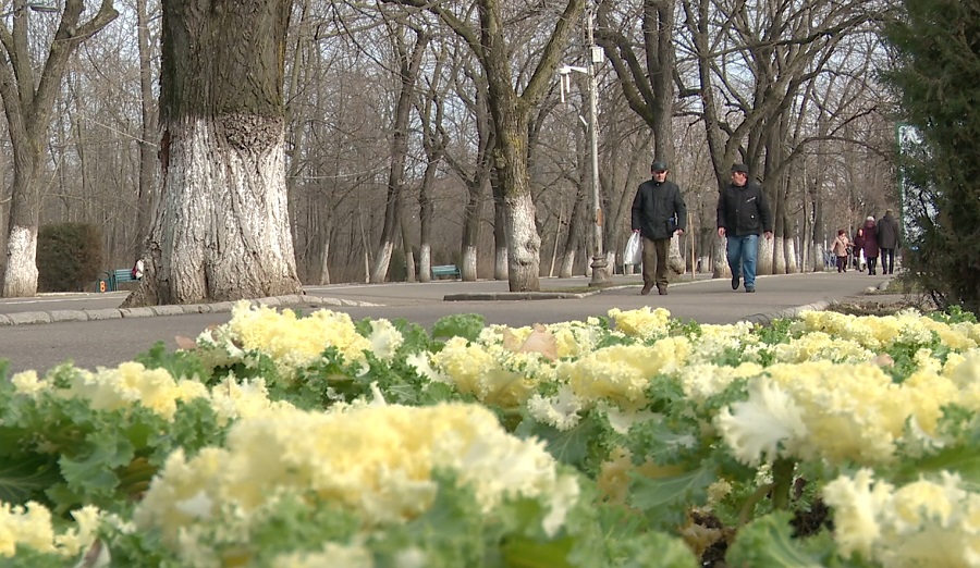 Varză decorativă, în loc de panseluțe. Soluție inedită pusă în practică de autoritățile locale