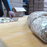 Colțul de la Colți. Fildeșul de mamut lânos va fi expus la Muzeul Chihlimbarului