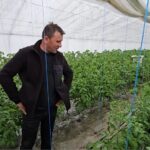 Primele roșii românești. Tomatele autohtone vor ajunge pe tarabe înainte de Paște