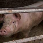 Focare de pestă porcină, în nordul județului. Zeci de porci, din două gospodării, au fost deja sacrificați