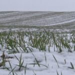 Zăpadă benefică. Stratul de omăt a protejat de ger culturile de toamnă