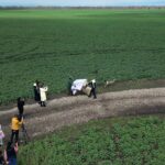 Accident rutier cu final fericit. O căprioară rănită, salvată și eliberată în natură