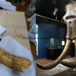 Se caută Naș. Muzeul Județean vrea să boteze fildeșul de mamut