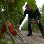 „Aurul roșu” de pe tarabe. Primele roșii românești: pe cât de gustoase, pe atât de scumpe