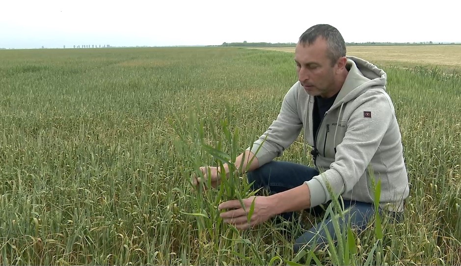 Ravagii în lanuri. Seceta din aprilie a afectat grav culturile de grâu în Câmpia Română