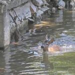 Realimentare Heleșteu. A fost rezolvată problema tehnică