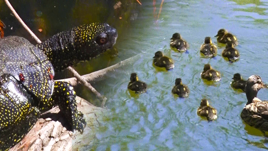 Broasca ucigașă. De ce mor rățuștele de pe Heleșteu