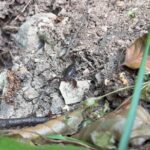 Fenomen inedit în zona Colți. Scorpioni carpatini, observați printre roci și vegetație