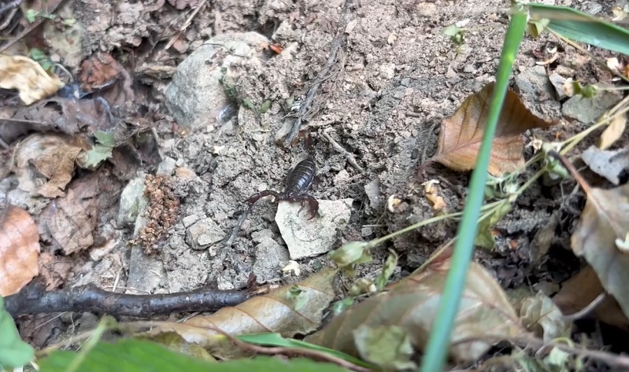 Fenomen inedit în zona Colți. Scorpioni carpatini, observați printre roci și vegetație