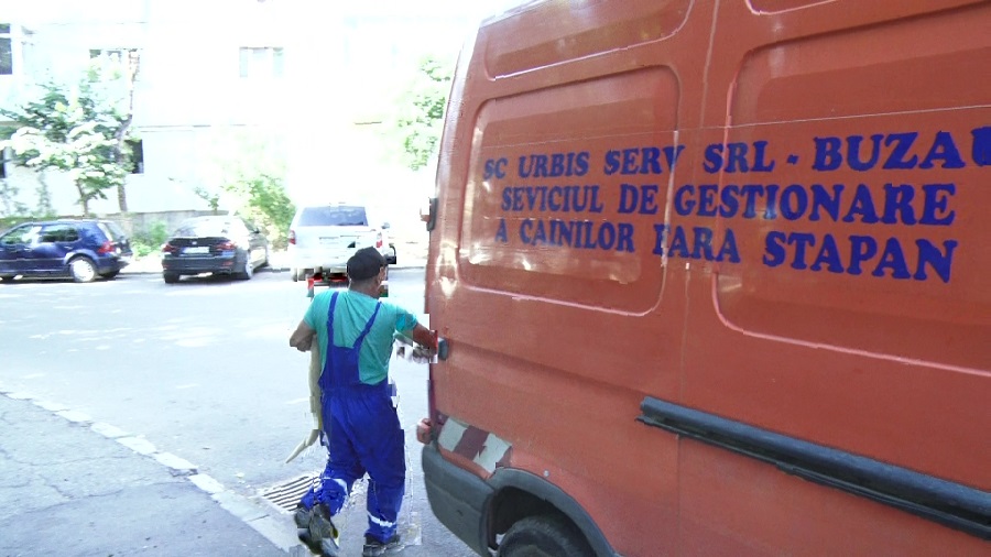 Sezonul câinilor. A crescut numărul câinilor vagabonzi