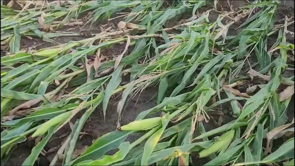 Porumb, culcat la pământ de furtună. Fenomenele meteo afectează agricultura