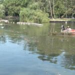Curățenie pe lac. Se strânge recolta de brădiș de pe Heleșteu