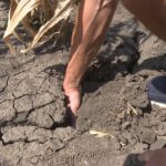 Culturi compromise din cauza secetei. Este a cincea vară secetoasă consecutivă, în zona Buzăului