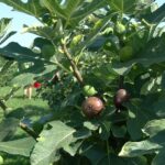 Experiență inedită. Smochine dulci și proaspete, direct din livadă